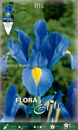 Gemma Blue Iris Bulbs 10pcs
