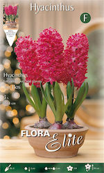 Gemma Hyacinthus Bulbs 3 pcs