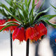Fritilaria Imperialis Rubra 18/20