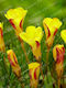 Oxalis Goldener Cape I 3 Stücke