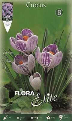 Flora Elite Biologische Krokus Zwiebeln Flora Elite Biologische Krokus Zwiebeln