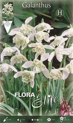 Flora Elite Βολβoί Γάλανθος 10τμχ
