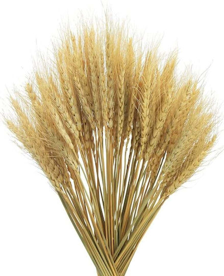 Set 50 Buchete De Grâu Uscat Natural Decorațiuni Buchete De Flori Uscate Stil Boem Rustic Plante Naturale Decorațiuni Nuntă Mese Festive Decor Interior Casă