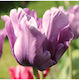 Primasem Primasem Blaue Bio Tulpenzwiebeln 20 S...