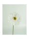 Künstliche Blume Weißer Gerbera Dekorative