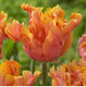 Primasem Primasem Tulpe Orange Biologisch Kulti...