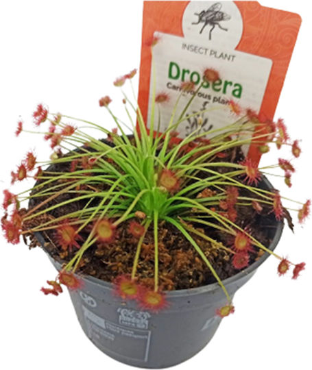 Drosera Paradoxa – Drosera Fleischfresser Pflanze