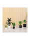 Form Plastic Пети Саксия За Цветя Пластмасова Зелена 13.8x13.8см