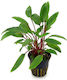 Live Aquarium Plants Cryptocoryne Beckettii