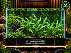 Cryptocoryne Wallisii Cryptocoryne Wallisii