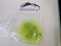 Lemna Minor Duckweed