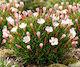 Крушки Oxalis Versicolor – I 5 бр