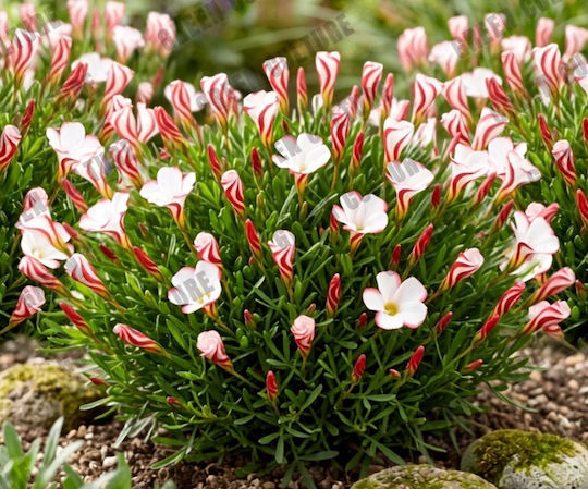 Крушки Oxalis Versicolor – I 5 бр