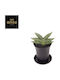 Σανσεβιέρια Sansevieria Inti No.1 In Decorative Pot