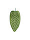 Prosop De Bucătărie Verde Culoare Full Face 32.5cm