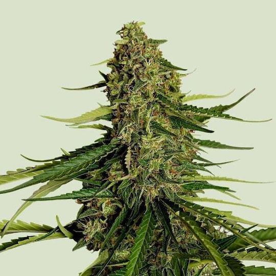 Royal Queen Seeds Семена Мента