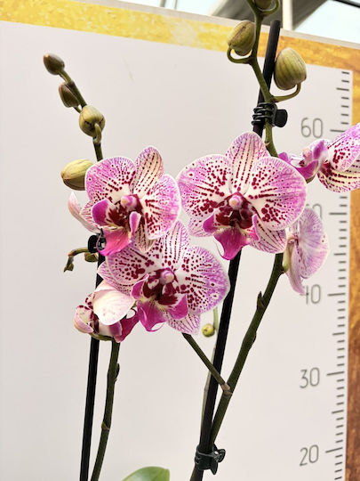 Phalaenopsis Mf Golden Fireworks 2 Stiele