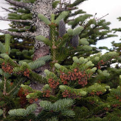 Άρωμα Balsam Fir 1l
