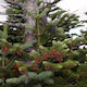 Miros Balsam Fir 1l