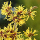Mediplants Течност 100 мл