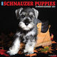 Willow Creek Press Schnauzer Puppies Daily Wall Mounted Diary 2027