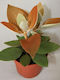 Тръпка На Вдовицата Kalanchoe Orygalis