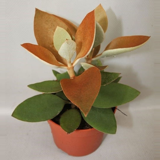 Kalanchoe Orygalis Kalanchoe Orygalis