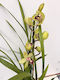 Cymbidium Lime Red Magic Premium 1 Stem