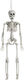 Schelet Decorativ Suspendat 40cm Bal-hdd5