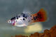 Platy White Spotted Redtail M