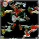 Guppy Mix Mascul 1,5-2 cm