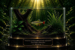 Tanichthys Albonubes