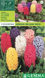 Gemma Green Hyacinth Bulbs 3 pcs