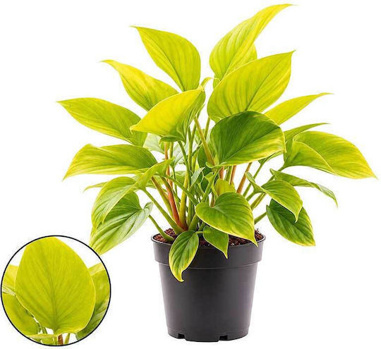 Homalomena 'lemon Lime' 14cm Homalomena 'lemon Lime' 14cm