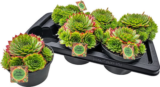 Sempervivum Toetie Froeties Mojito Green 17cm Sempervivum Toetie Froeties Mojito Green 17cm