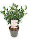 Kamelie Sasanqua „pink“ Premium 15 cm