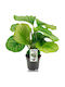 Calathea Orbifolia 14cm