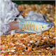 Gourami Blue Paradise 2.5-3cm