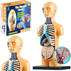 Lean Toys Natomical Model Human Body Organs για 6+ Ετών Lean Toys Natomical Model Human Body Organs για 6+ Ετών