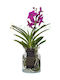 Orhidee Vanda în Vazǎ de Sticlă Ø14cm Flori Magenta