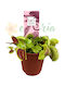 Dionaea Muscipula Ø8.5 Cm