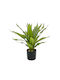Dracaena im Topf 45 cm Liberta