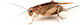 Domesticus Crickets Size 2 Box 100pcs