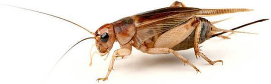 Domesticus Crickets Size 2 Box 100pcs