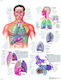 Anatomische Karte des Atmungssystems
