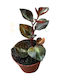 Peperomia 'crème Brûlée' – 8 Cm Diameter