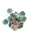 Peperomia Caperata 'pink Lady' Ø10.5 Cm