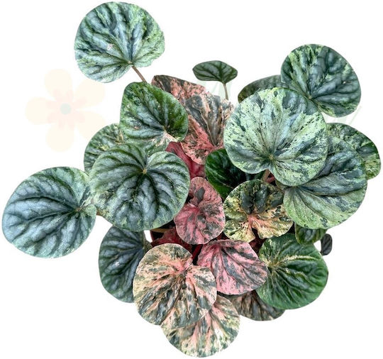 Peperomia Caperata 'pink Lady' Ø10.5 Cm