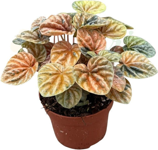 Peperomia Caperata „Disco Fall“ Ø10,5 cm