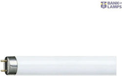 Leuchtstofflampe T8